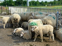 Schafe am Sperrwerk der Wedeler Au